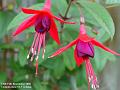 2005-1111fuschias
